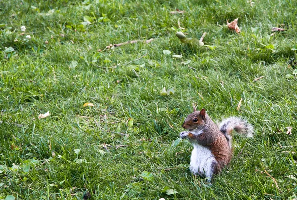 Squirrel on grass — Stock Photo, Image