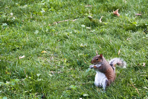 Eichhörnchen auf Gras — Stockfoto