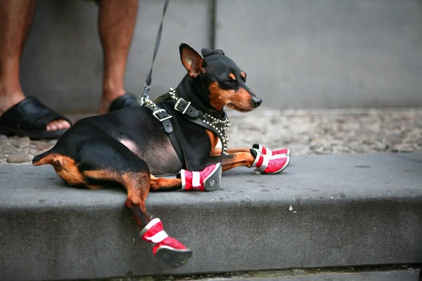 Red boots — Stock Photo, Image