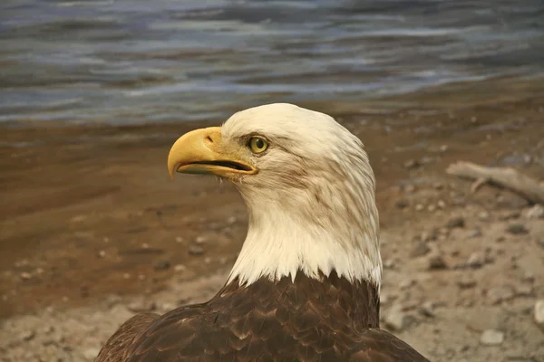 Φαλακρός δικέφαλος αετός — Φωτογραφία Αρχείου