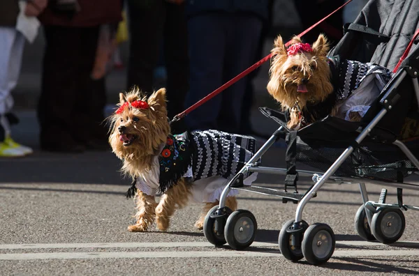 Desfile de perros —  Fotos de Stock