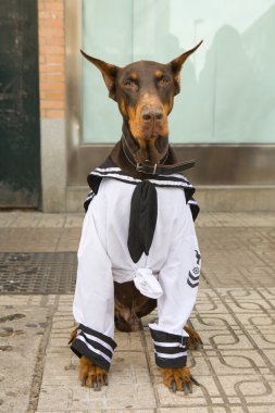 denizci köpek