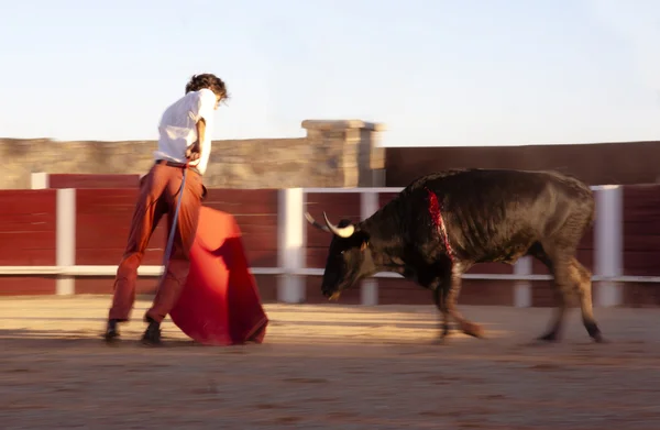 Heifer ramming — Stock Photo, Image