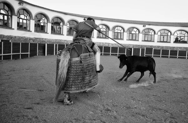 Running toward the picador's horse — Stock Photo, Image