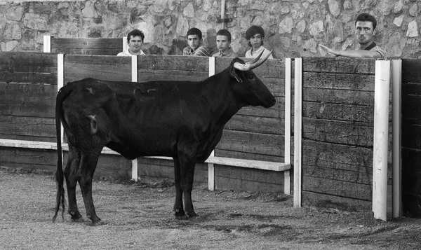 Novilla cerca de la barrera — Foto de Stock