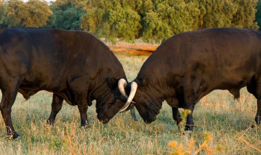 Bulls clashing horns clipart