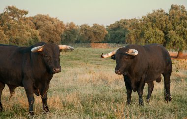 Fighting bulls farming site clipart