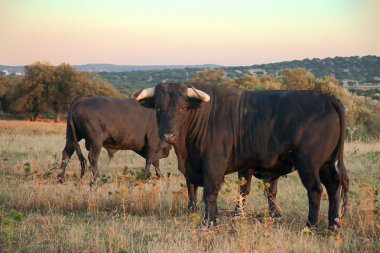 Several fighting bulls at sunset clipart