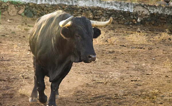 Farruquito — Stockfoto