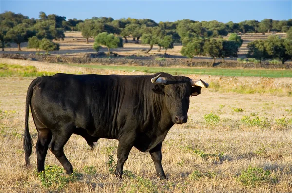 Fighting bull gracing free — Stock Photo, Image