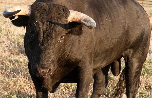 Stier begint te laden — Stockfoto