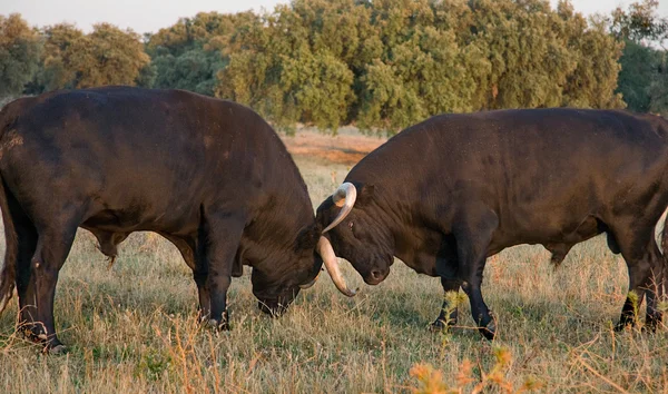 Bekämpning — Stockfoto