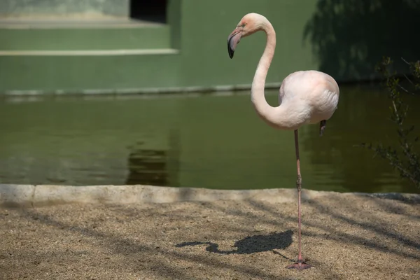 Flamant rose à une jambe — Photo