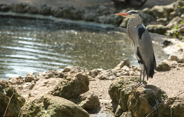 Airone grigio — Foto Stock