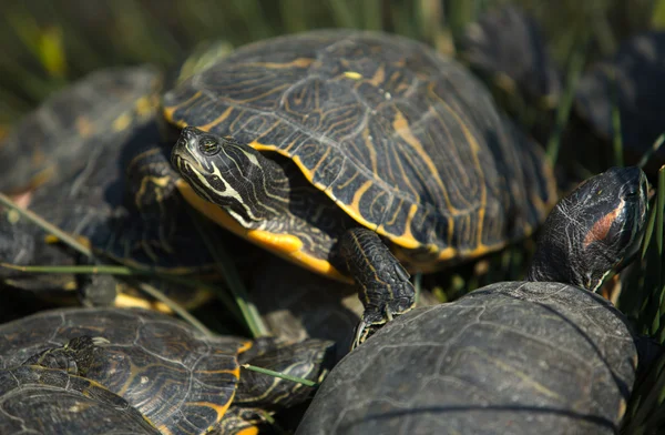 Ladingen van schildpadden — Stockfoto