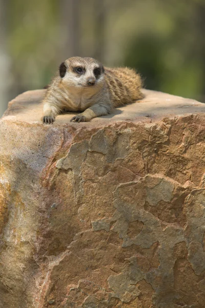 Meerkat descansando — Fotografia de Stock