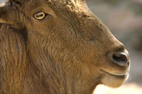 Barbary sheep detail — Stock Photo, Image