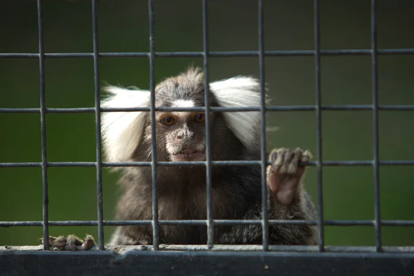 Marmoset — Stok fotoğraf