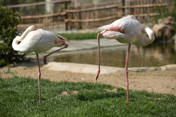 Flamingolar çim — Stok fotoğraf