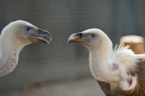 Twee hoofden — Stockfoto