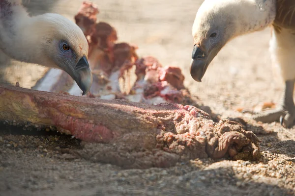 Abutres comendo — Fotografia de Stock