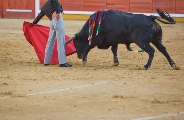 Matador walki — Zdjęcie stockowe