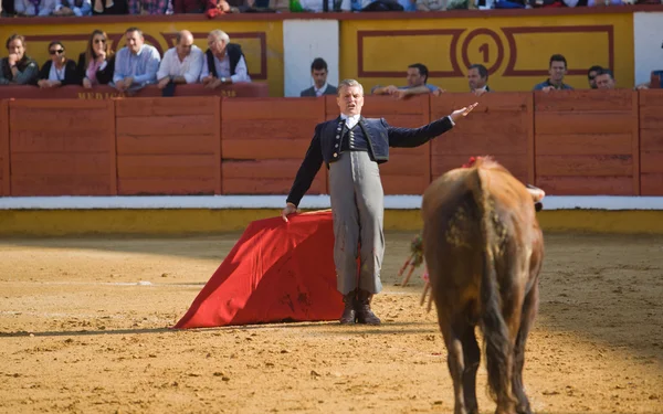 Chamando o touro — Fotografia de Stock