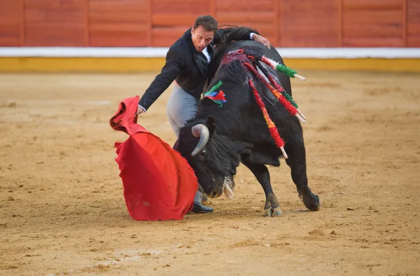 Abraçar o touro — Fotografia de Stock
