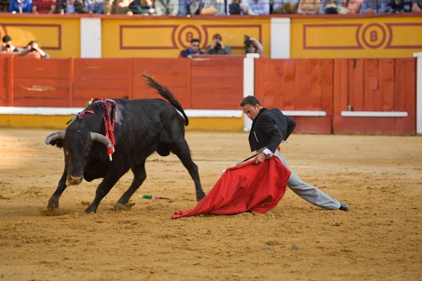Bullfighter on his knees — Stock Photo, Image