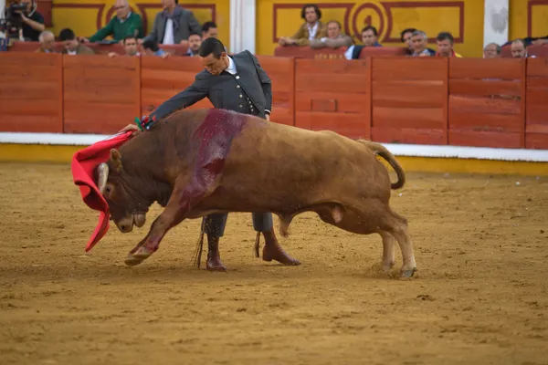 Bull poderoso — Fotografia de Stock