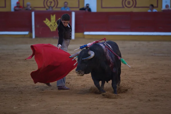 Bullfighting festival — Stock Photo, Image