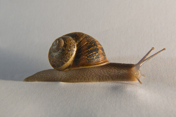 Snail over sheet of paper