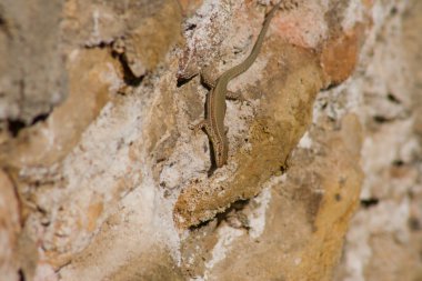 darro Nehri kertenkele