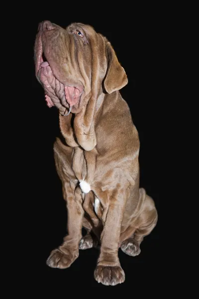Neapolitanischer Dockenhund — Stockfoto