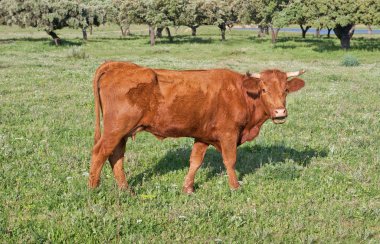 ağız inek açıldı