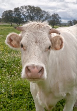 Charolais sığır