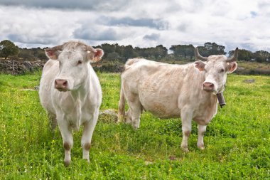 iki charolais inekler