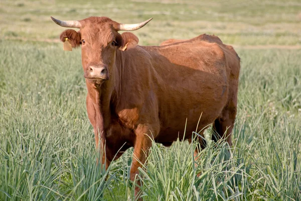 Vörös tehén — Stock Fotó