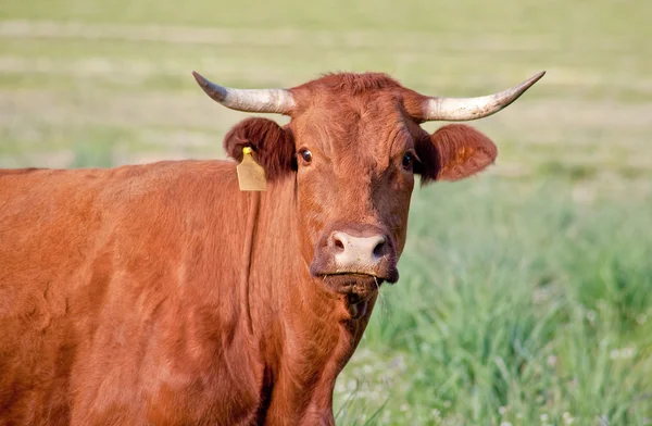 Vache rouge — Photo