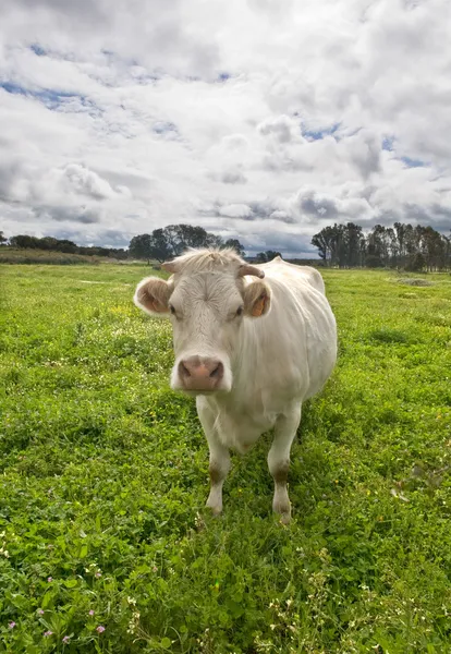 Charolais cattle — Stock Photo, Image