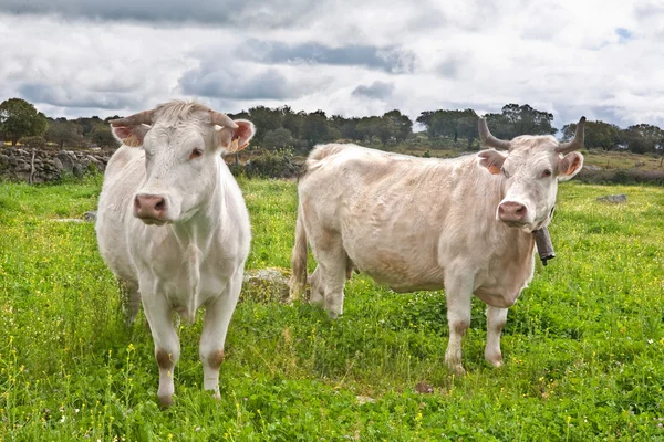 Twee charolais koeien — Stockfoto