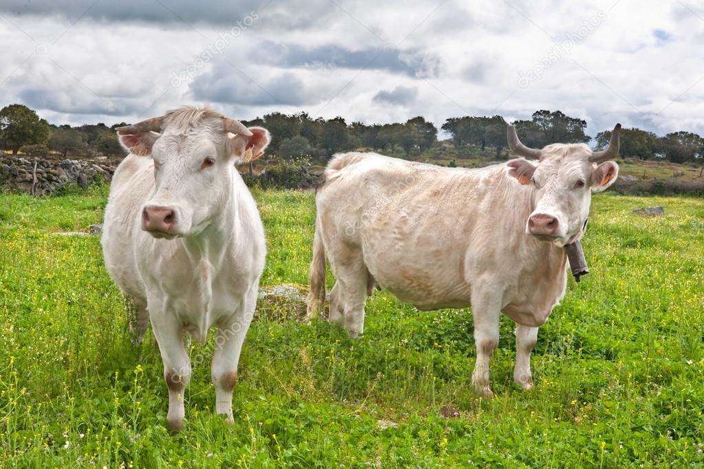 Two charolais cows