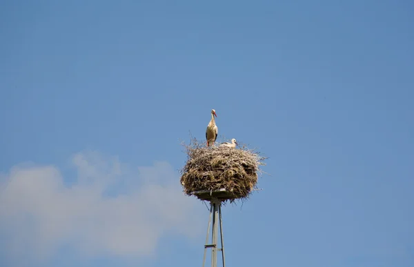 Störche im Nest — Stockfoto