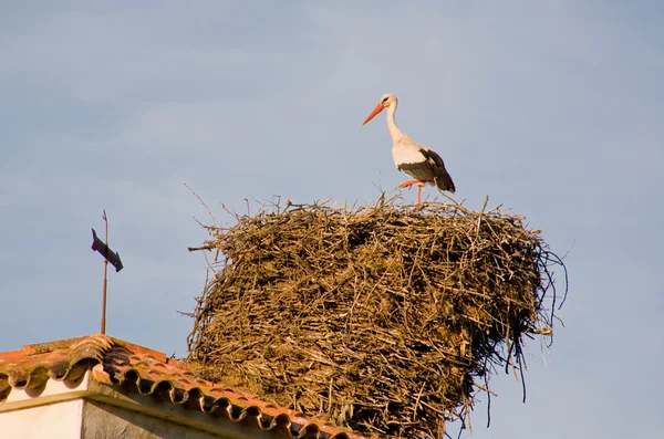 Grote nest — Stockfoto