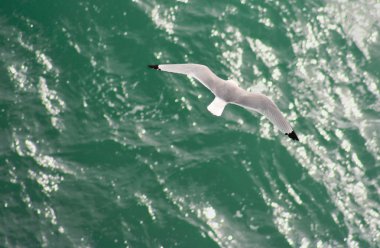 Cape Saint Vicent seagull clipart