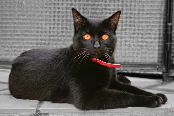 Gato negro ojos ámbar — Foto de Stock