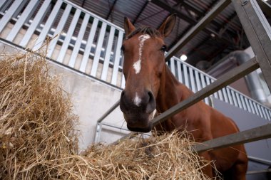 at saman raf saman yiyor