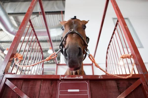 Hästhuvud i manege låda — Stockfoto