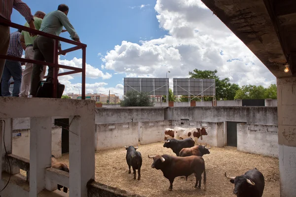 Taureaux de combat dans la cour — Photo