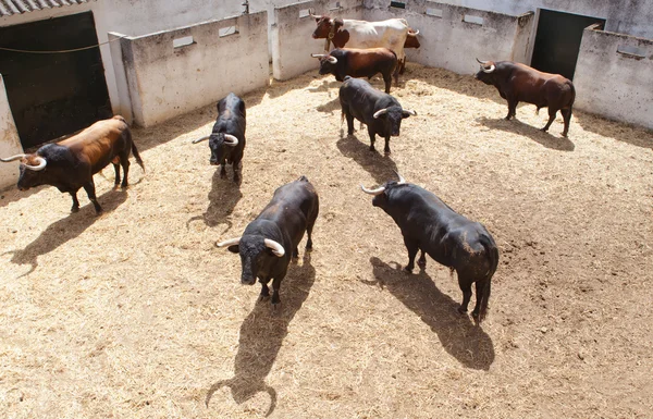 Lotta contro i tori nel cortile — Foto Stock